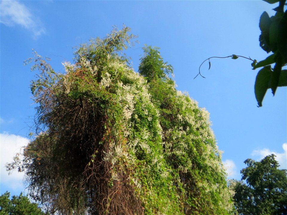 Schlingknöterich (Fallopia baldschuanica) an Robinien am Rand der Schwetzinger Hardt - dieses aus Asien eingeschleppte Knöterichgewächs wuchert am Waldrand Bäume oft vollständig zu - da er ebenso größ