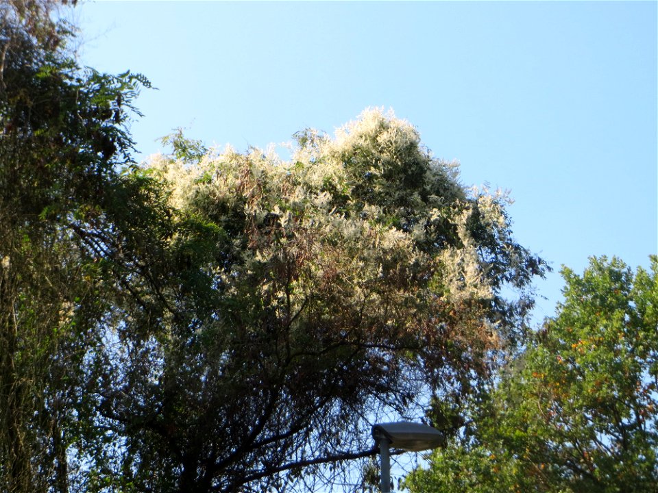 Schlingknöterich (Fallopia baldschuanica) an Robinien am Rand der Schwetzinger Hardt - dieses aus Asien eingeschleppte Knöterichgewächs wuchert am Waldrand Bäume oft vollständig zu - da er ebenso größ