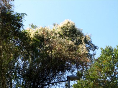 Schlingknöterich (Fallopia baldschuanica) an Robinien am Rand der Schwetzinger Hardt - dieses aus Asien eingeschleppte Knöterichgewächs wuchert am Waldrand Bäume oft vollständig zu - da er ebenso größ