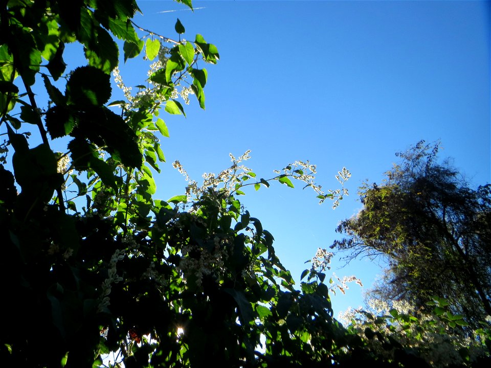Schlingknöterich (Fallopia baldschuanica) am Rand der Schwetzinger Hardt - dieses aus Asien eingeschleppte Knöterichgewächs wuchert am Waldrand Bäume oft vollständig zu - da er ebenso größere Fassaden