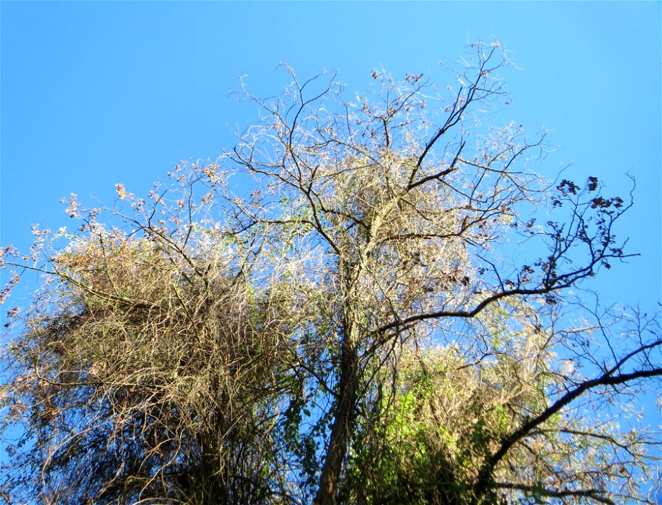 Schlingknöterich (Fallopia baldschuanica) am Rand der Schwetzinger Hardt - dieses aus Asien eingeschleppte Knöterichgewächs wuchert am Waldrand Bäume oft vollständig zu - da er ebenso größere Fassaden