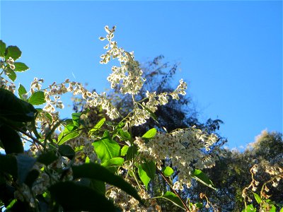 Schlingknöterich (Fallopia baldschuanica) am Rand der Schwetzinger Hardt - dieses aus Asien eingeschleppte Knöterichgewächs wuchert am Waldrand Bäume oft vollständig zu - da er ebenso größere Fassaden