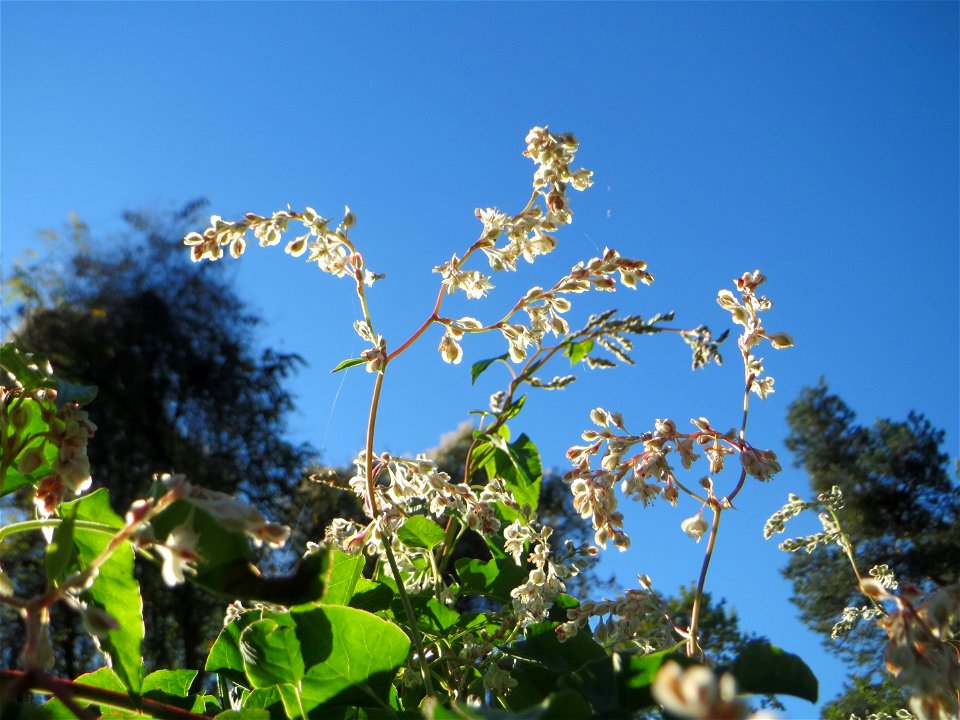 Schlingknöterich (Fallopia baldschuanica) am Rand der Schwetzinger Hardt - dieses aus Asien eingeschleppte Knöterichgewächs wuchert am Waldrand Bäume oft vollständig zu - da er ebenso größere Fassaden