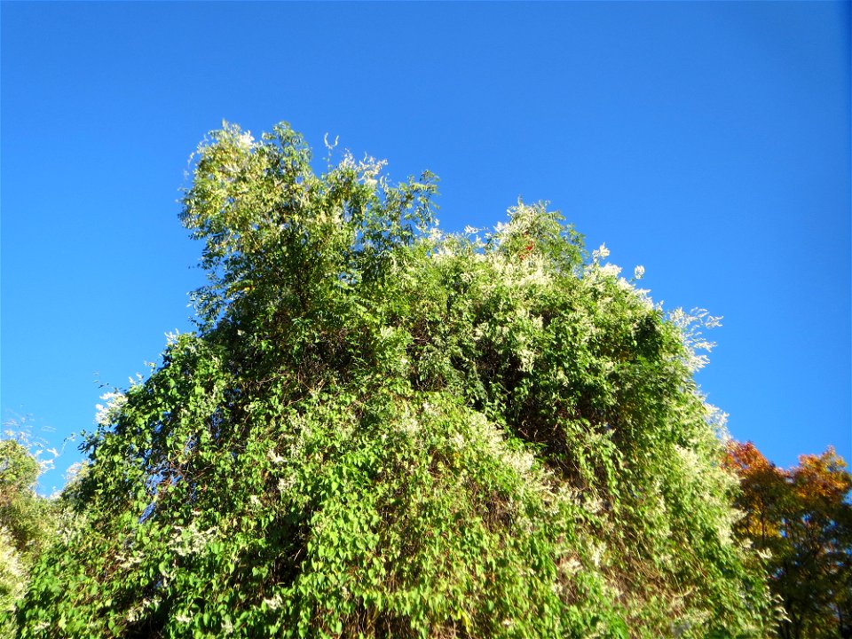Schlingknöterich (Fallopia baldschuanica) am Rand der Schwetzinger Hardt - dieses aus Asien eingeschleppte Knöterichgewächs wuchert am Waldrand Bäume oft vollständig zu - da er ebenso größere Fassaden