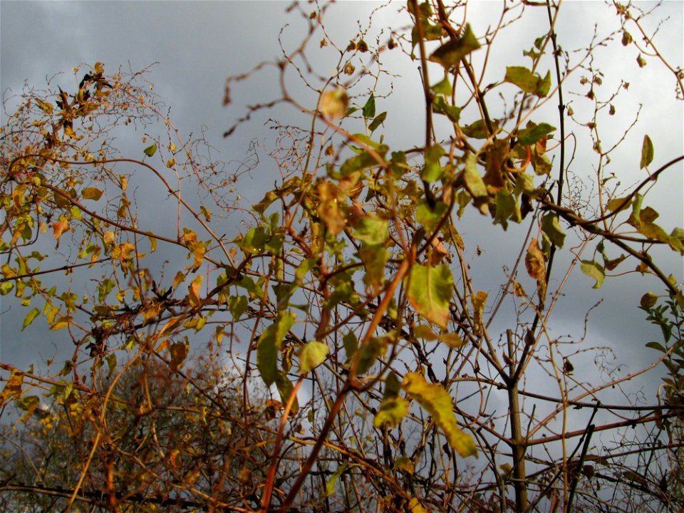 Schlingknöterich (Fallopia baldschuanica) an einem Zaun in Hockenheim - eingeschleppt aus Asien