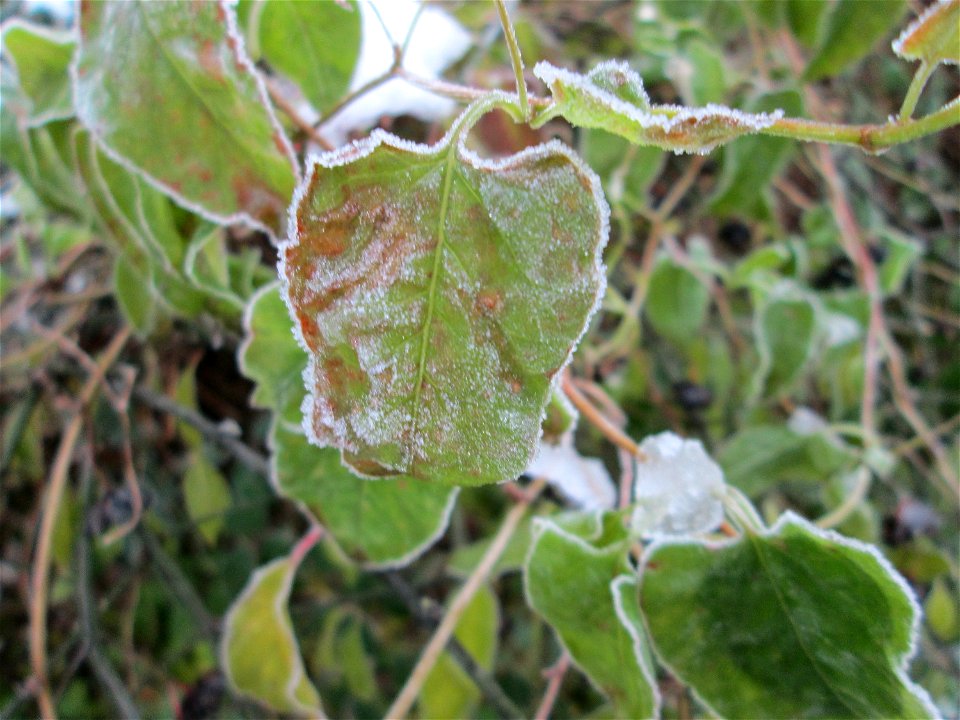 Vereister Schlingknöterich (Fallopia baldschuanica) am Stadtrand von Hockenheim nach dem Wintereinbruch am 1. Dezember 2017