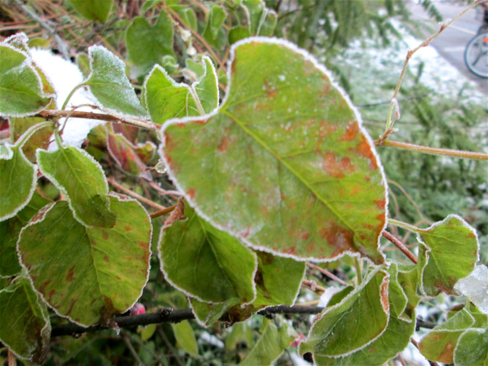 Vereister Schlingknöterich (Fallopia baldschuanica) am Stadtrand von Hockenheim nach dem Wintereinbruch am 1. Dezember 2017