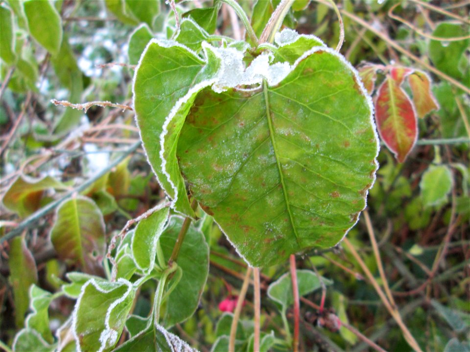 Vereister Schlingknöterich (Fallopia baldschuanica) am Stadtrand von Hockenheim nach dem Wintereinbruch am 1. Dezember 2017