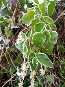 Vereister Schlingknöterich (Fallopia baldschuanica) am Stadtrand von Hockenheim nach dem Wintereinbruch am 1. Dezember 2017