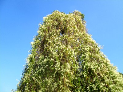 Schlingknöterich (Fallopia baldschuanica) an einer Kiefer am Rand der Schwetzinger Hardt - dieses aus Asien eingeschleppte Knöterichgewächs wuchert am Waldrand Bäume oft vollständig zu - da er ebenso 