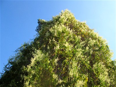Schlingknöterich (Fallopia baldschuanica) an einer Kiefer am Rand der Schwetzinger Hardt - dieses aus Asien eingeschleppte Knöterichgewächs wuchert am Waldrand Bäume oft vollständig zu - da er ebenso 
