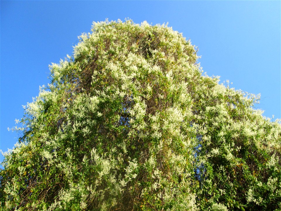 Schlingknöterich (Fallopia baldschuanica) an einer Kiefer am Rand der Schwetzinger Hardt - dieses aus Asien eingeschleppte Knöterichgewächs wuchert am Waldrand Bäume oft vollständig zu - da er ebenso 