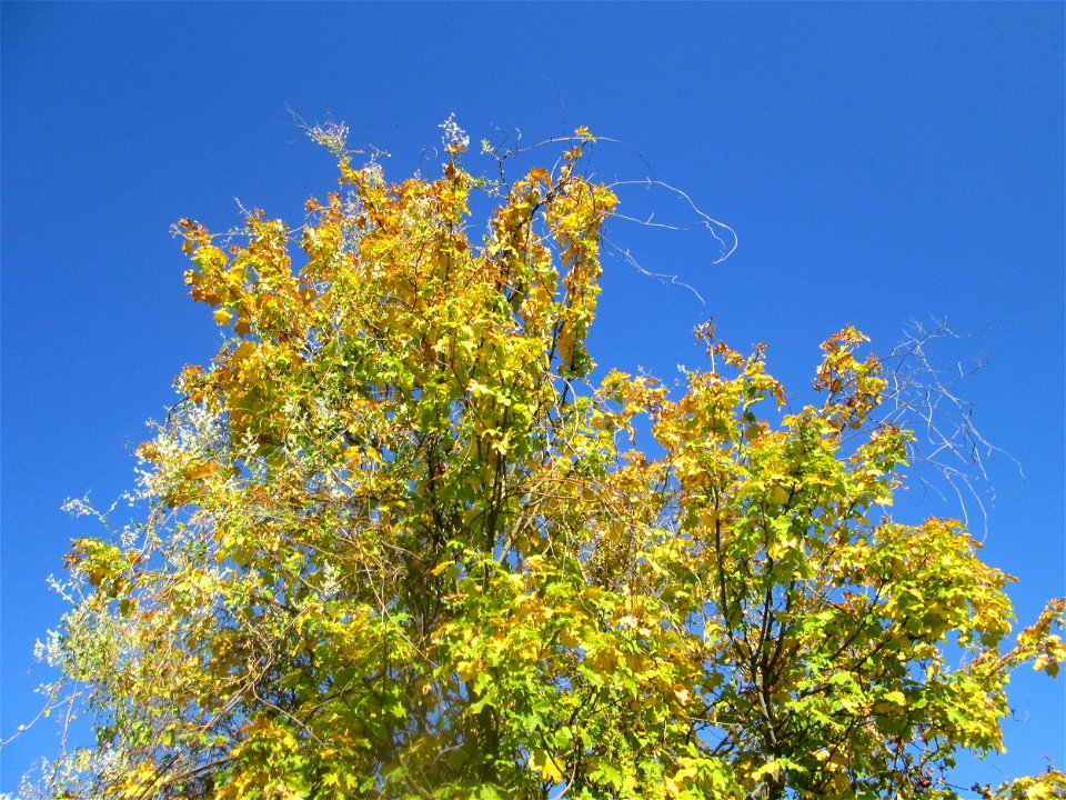 Feldahorn (Acer campestre) in Hockenheim - überzogen vom Schlingknöterich (Fallopia baldschuanica)