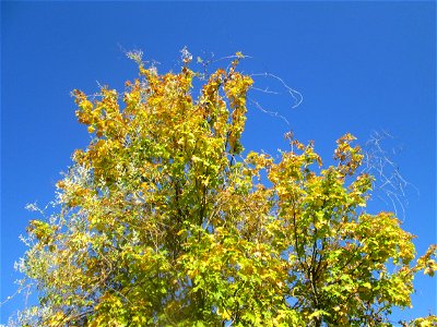Feldahorn (Acer campestre) in Hockenheim - überzogen vom Schlingknöterich (Fallopia baldschuanica) photo