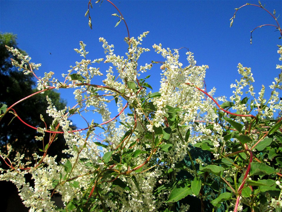 Schlingknöterich (Fallopia baldschuanica) an einem Zaun in Brebach