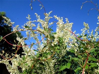 Schlingknöterich (Fallopia baldschuanica) an einem Zaun in Brebach