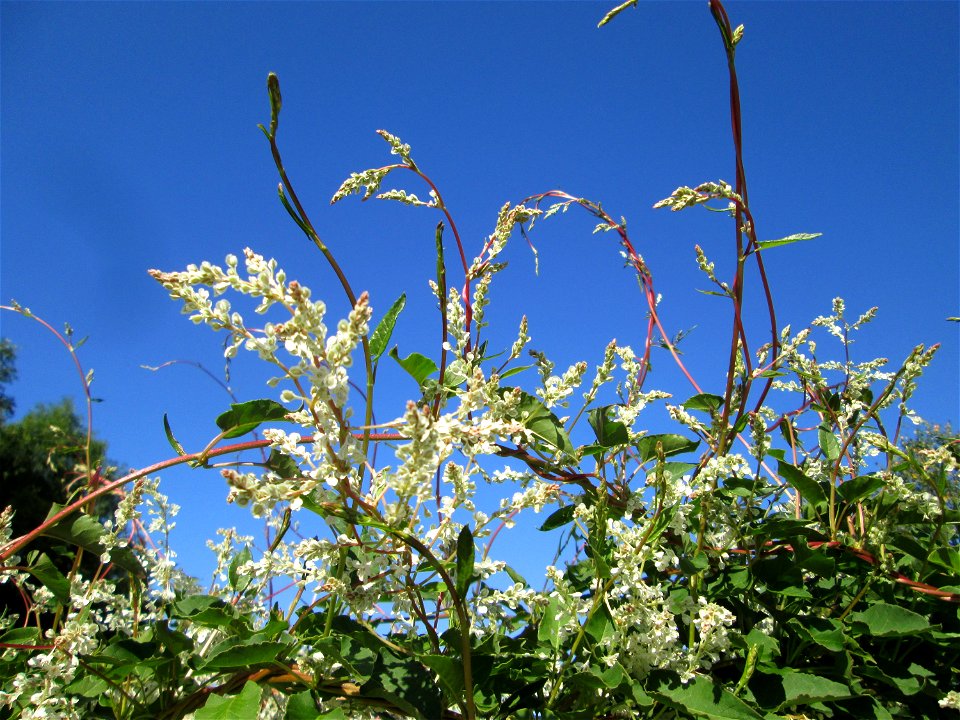 Schlingknöterich (Fallopia baldschuanica) an einem Zaun in Brebach