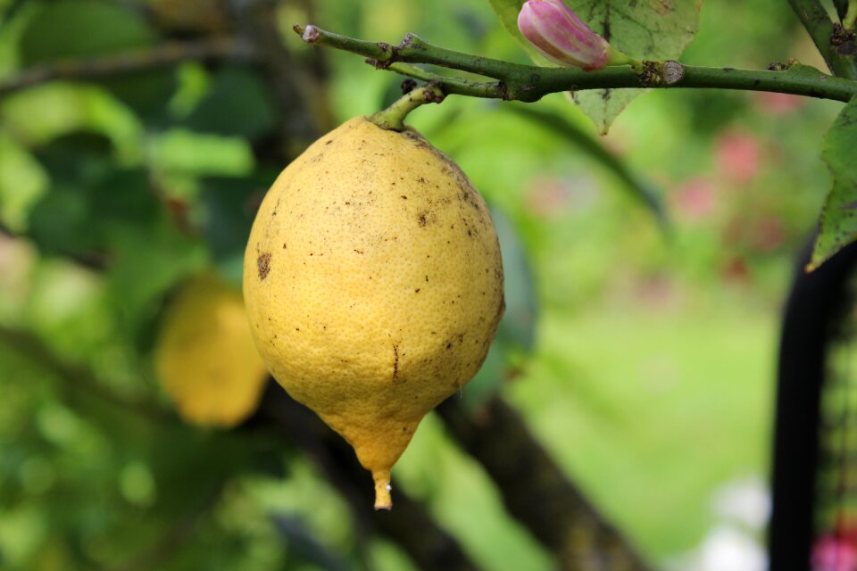 Citrus fruits sour mediterranean photo