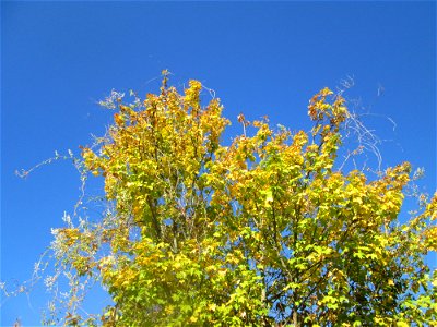Feldahorn (Acer campestre) in Hockenheim - überzogen vom Schlingknöterich (Fallopia baldschuanica)
