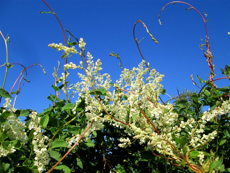 Schlingknöterich (Fallopia baldschuanica) an einem Zaun in Brebach