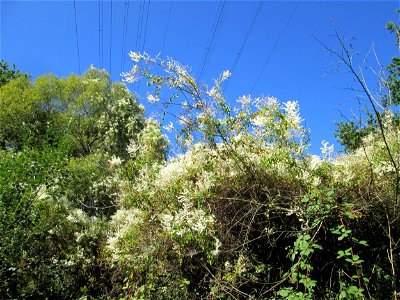 Schlingknöterich (Fallopia baldschuanica) invasiv im Wald zwischen Brebach und Bischmisheim - klettert hoch bis in die Baumkronen