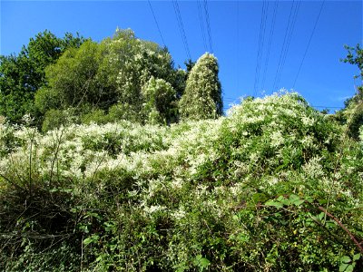 Schlingknöterich (Fallopia baldschuanica) invasiv im Wald zwischen Brebach und Bischmisheim - klettert hoch bis in die Baumkronen