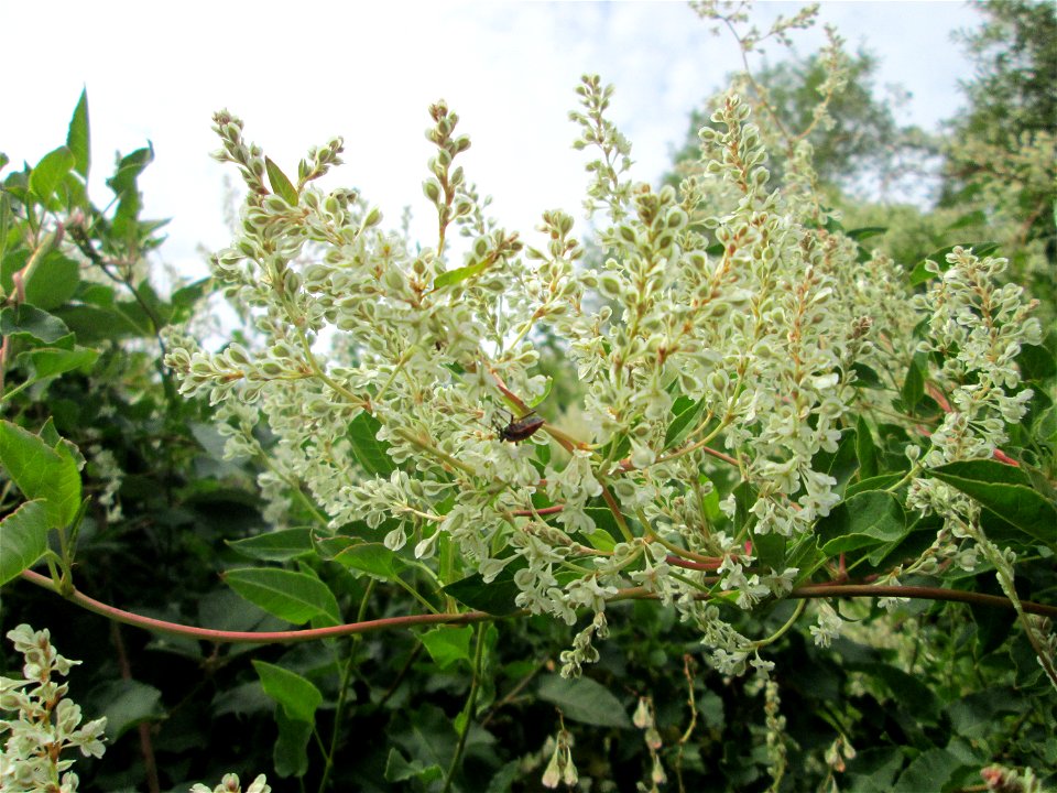 Schlingknöterich (Fallopia baldschuanica) in Brebach
