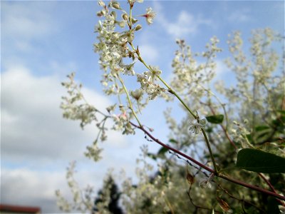 Schlingknöterich (Fallopia baldschuanica) an einem Zaun in Brebach