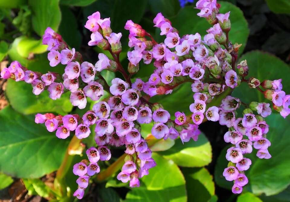 Flowers garden flowers pink