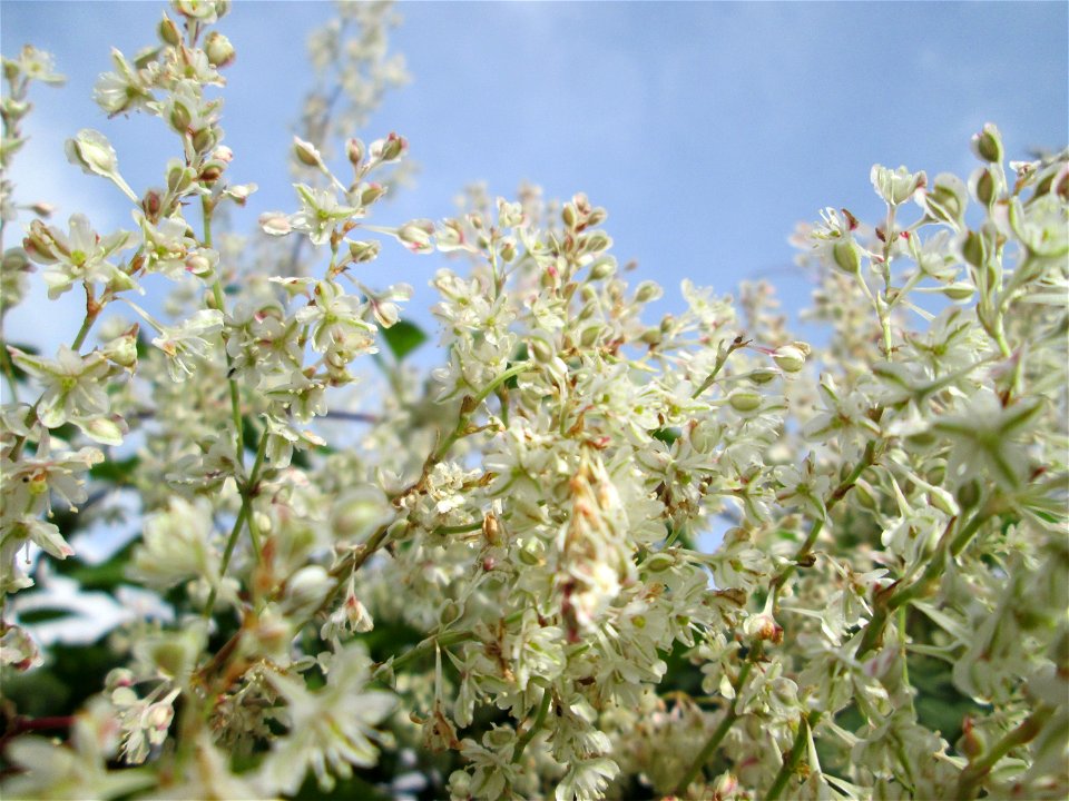 Schlingknöterich (Fallopia baldschuanica) an einem Zaun in Brebach