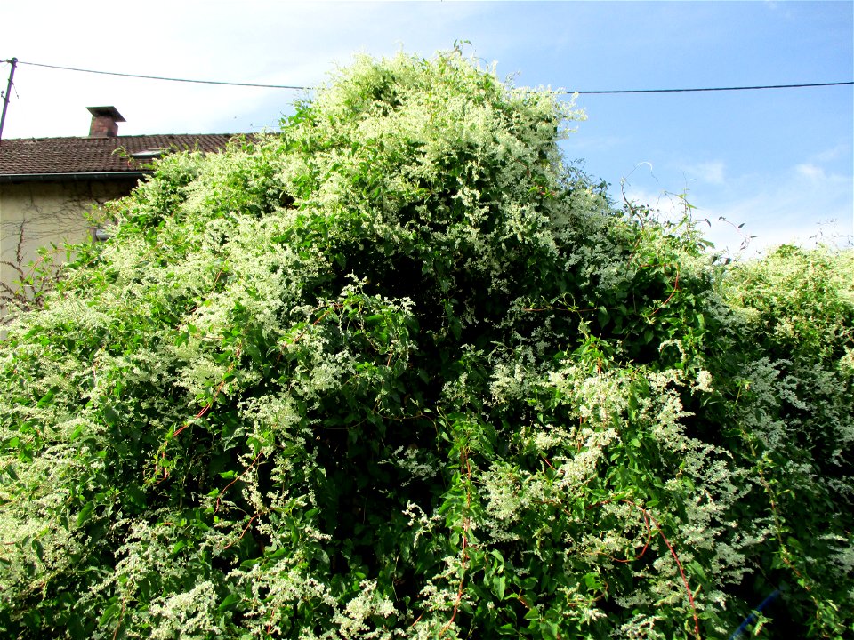 Schlingknöterich (Fallopia baldschuanica) in Brebach