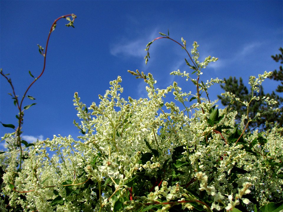 Schlingknöterich (Fallopia baldschuanica) an einem Zaun in Brebach