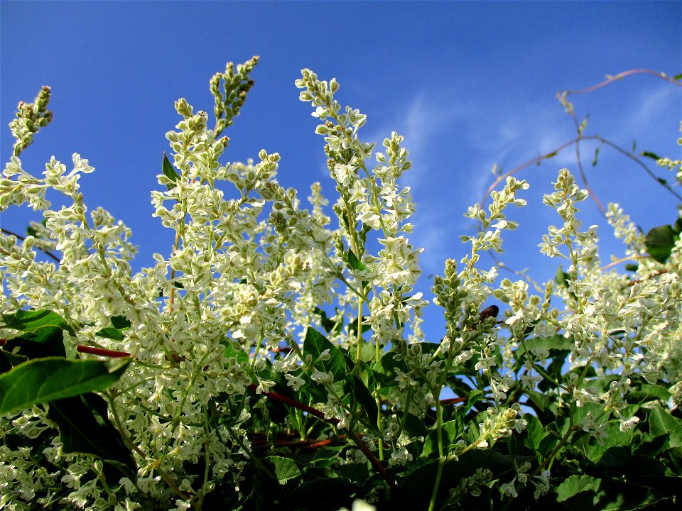Schlingknöterich (Fallopia baldschuanica) an einem Zaun in Brebach