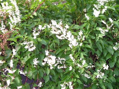 Fallopia baldschuanica  Schlingknöterich