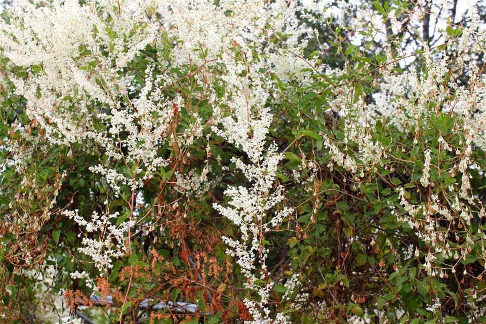 Knotweed (Fallopia baldschuanica) in the medicinal plant gardens of Weleda in Schwäbisch Gmünd, September 2020
