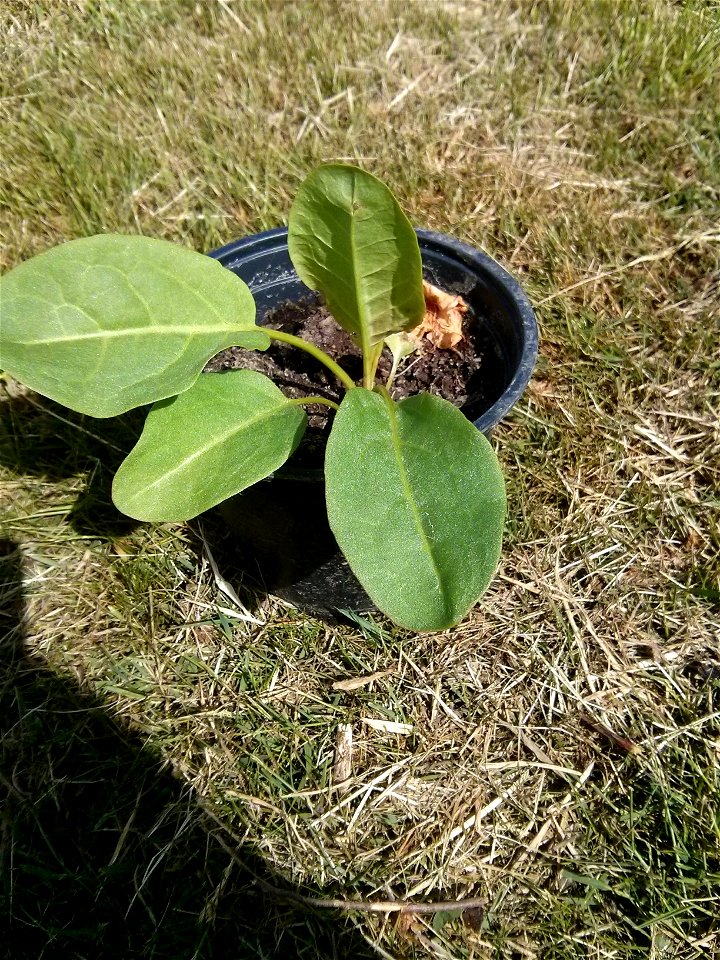 A young Rumex patientia plant in a pot.