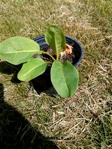 A young Rumex patientia plant in a pot.