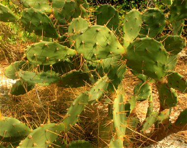  ; Flowers, trees, and other plant stuff
Genus Opuntia.