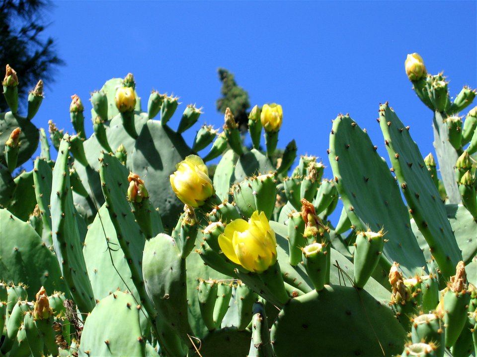 Opuntia,take from Lycabettus, Athens,Greece