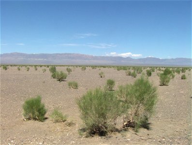 Saxaul (Haloxylon аmmodendron) in Gobi desert, view on Mongolian Altai, Bayantooroi oazis outskirts, Tsogt sum,Govi-Altai aimag, west Mongolia photo