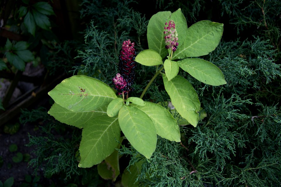 Indische Kermesbeere (Phytolacca acinosa). Fotografiert in Paderborn.