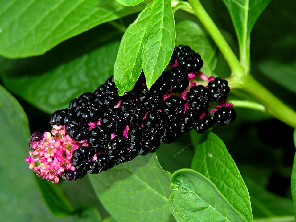 Phytolacca esculenta, Family Phytolaccaceae, Lithuania