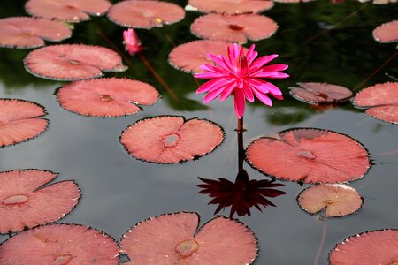 Buddhism aquatic plants peaks photo