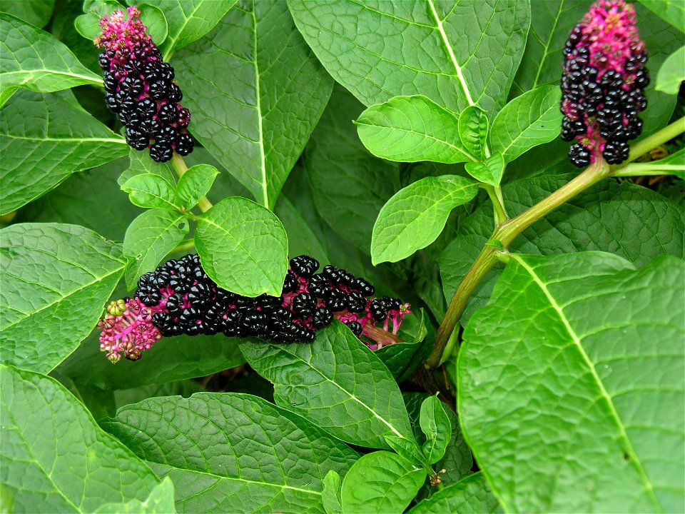 Phytolacca americana
Family Phytolaccaceae

Photo by Algirdas, 22 Sept. 2005, Lithuania