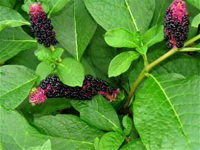 Phytolacca americana
Family Phytolaccaceae

Photo by Algirdas, 22 Sept. 2005, Lithuania
