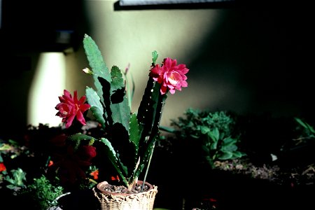 Disocactus phyllanthoides