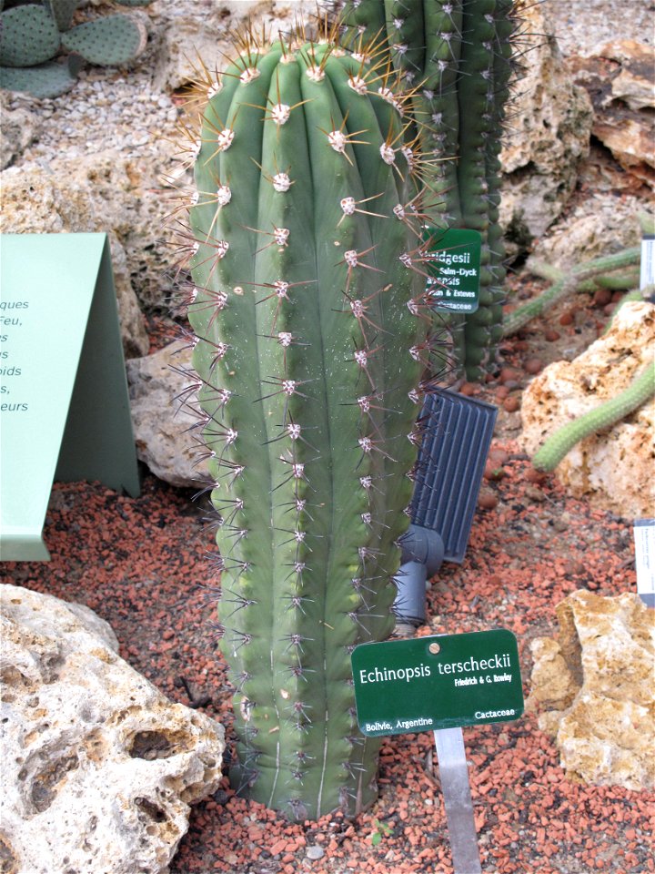 Echinopsis terscheckii in a greenhouse of the Jardin des Plantes in Paris.