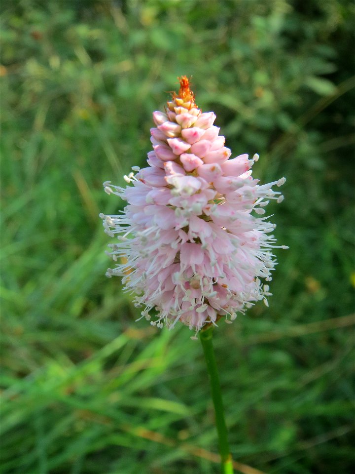 Wasser-Knöterich (Persicaria amphibia) im Naturschutzgebiet Mürmes
