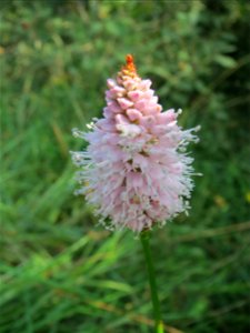 Wasser-Knöterich (Persicaria amphibia) im Naturschutzgebiet Mürmes