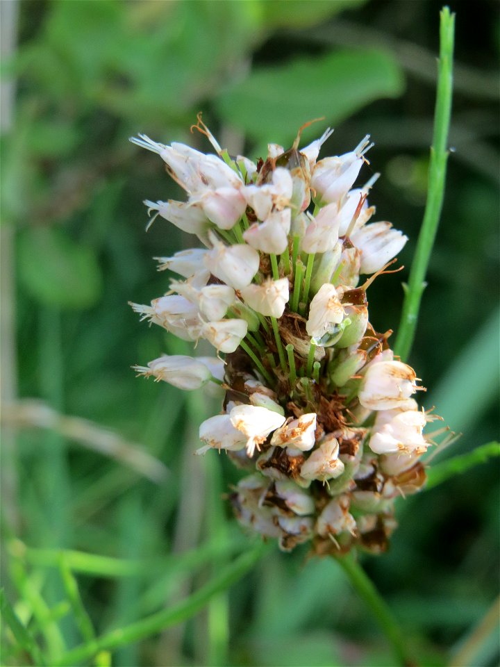 Wasser-Knöterich (Persicaria amphibia) im Naturschutzgebiet Mürmes